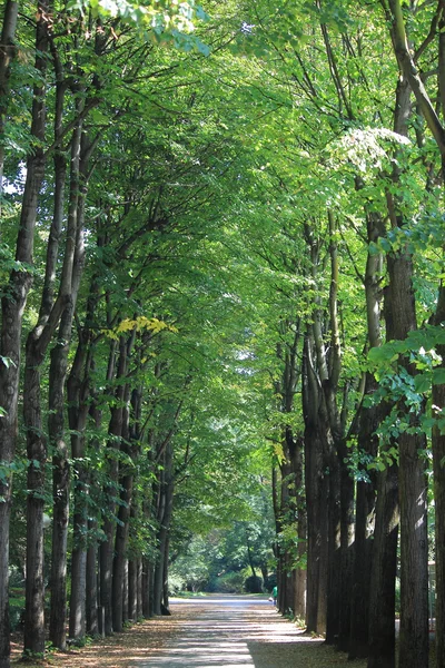 Tree alley — Stock Photo, Image