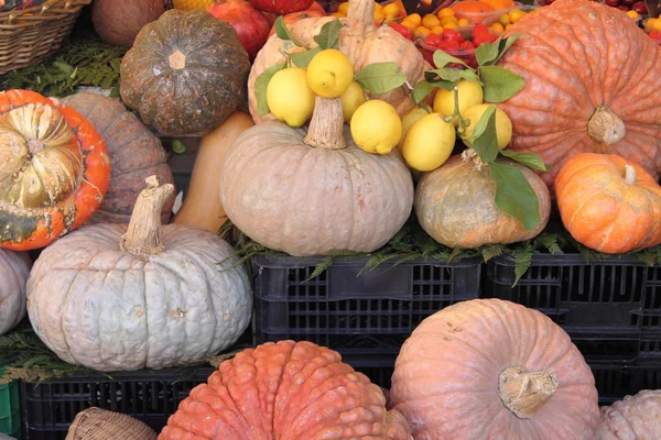 Calabazas — Foto de Stock