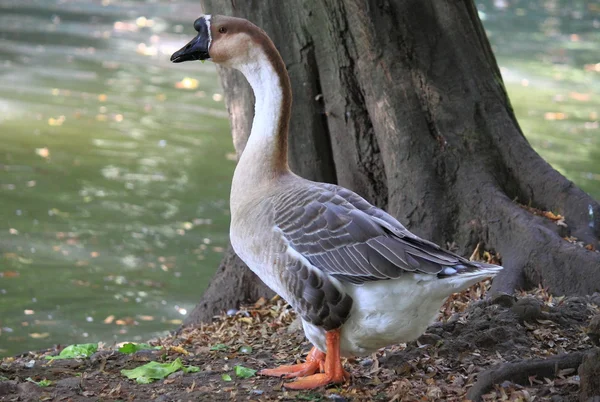 Wild goose — Stockfoto