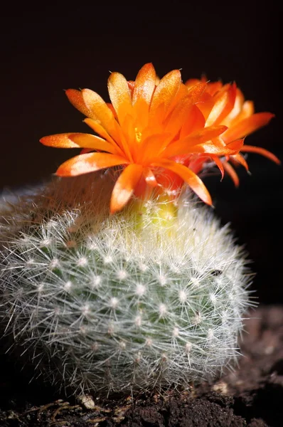 Fleur de cactus orange — Photo