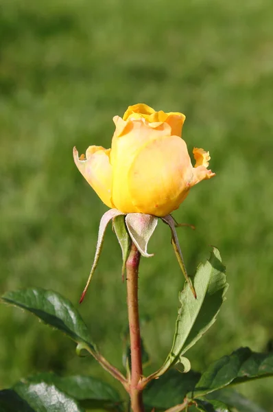 Žlutá růže — Stock fotografie