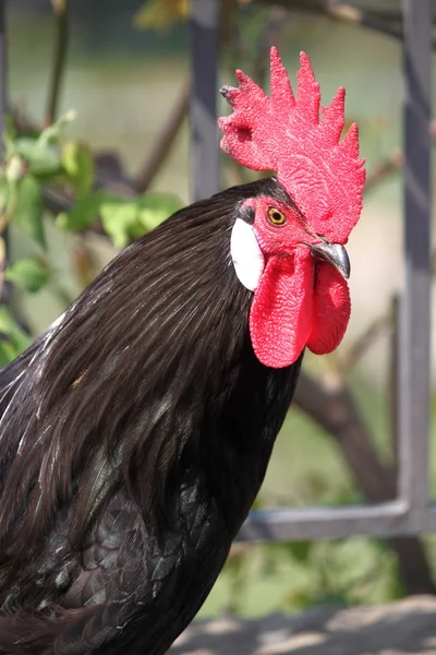 Coq peigné rouge — Photo