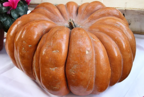 Calabaza —  Fotos de Stock