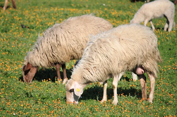 Sheeps in een weiland — Stockfoto