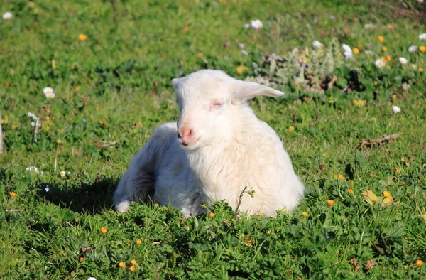 Newborn lamb — Stock Photo, Image
