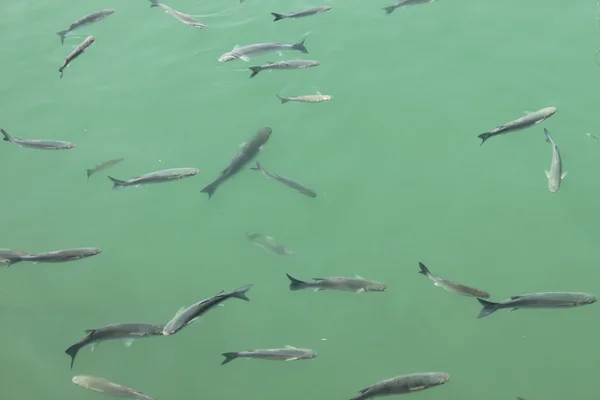 Scuola di pesce — Foto Stock