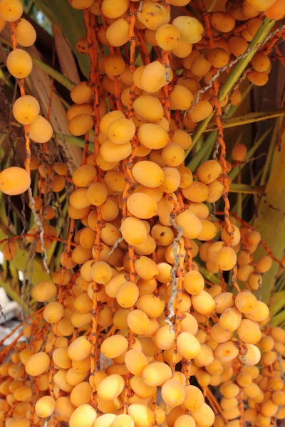 Fechas de palmera — Foto de Stock