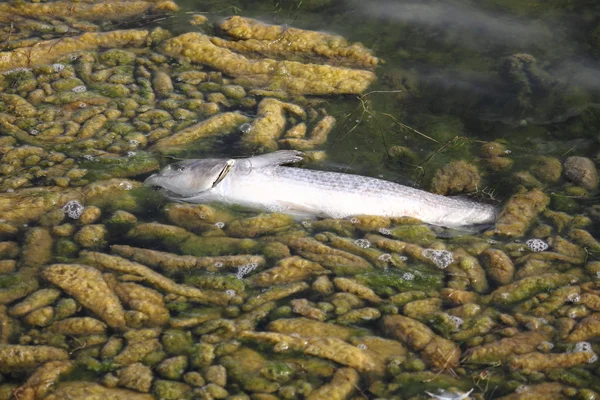 Pesce morto — Foto Stock