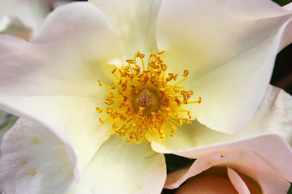 Vita hund ros blomma — Stockfoto