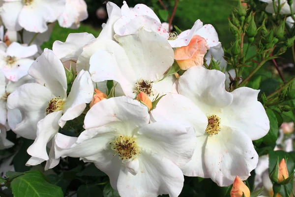 Pink dog rose flower — Stock Photo, Image