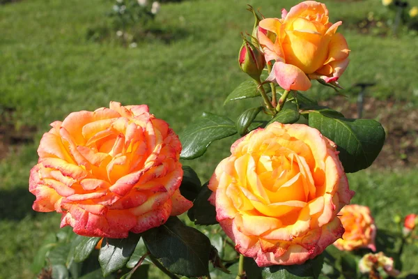 Rosas naranjas — Foto de Stock