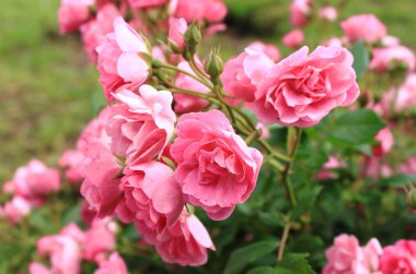 Kırmızı güllerin çalısı