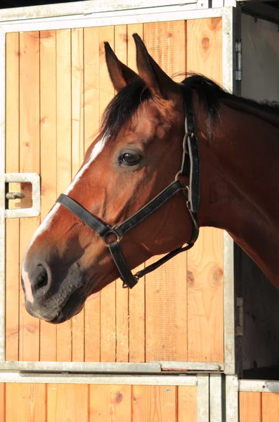 Brun häst i stallet — Stockfoto