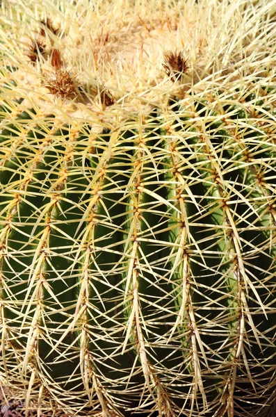 Złoty barrel cactus, echinocactus grusonii — Zdjęcie stockowe