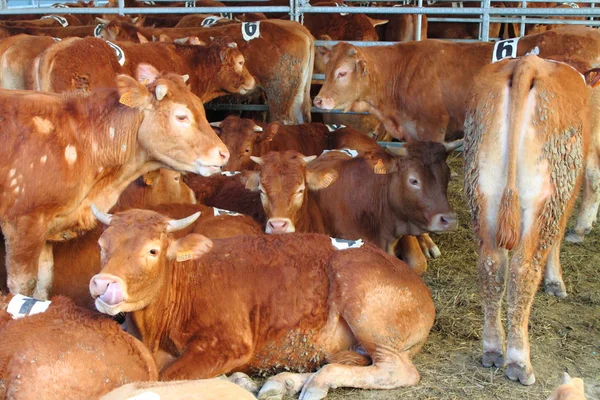 牛の安定 — ストック写真