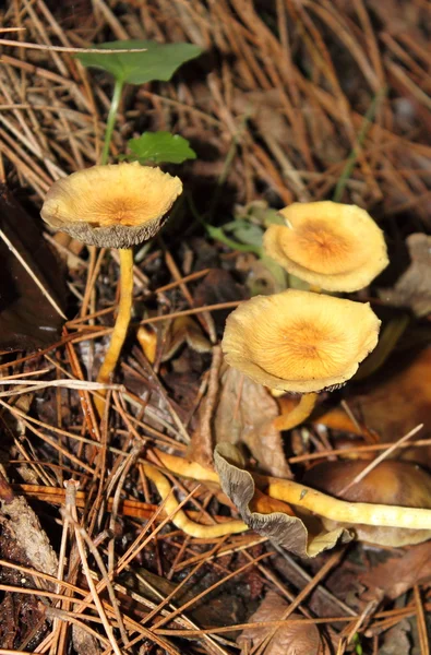 Cogumelos cantharellus cibarius — Fotografia de Stock