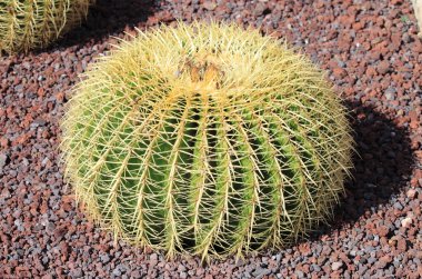 Golden barrel cactus clipart