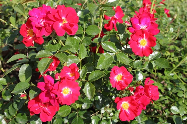 Röda hund rose blommor — Stockfoto