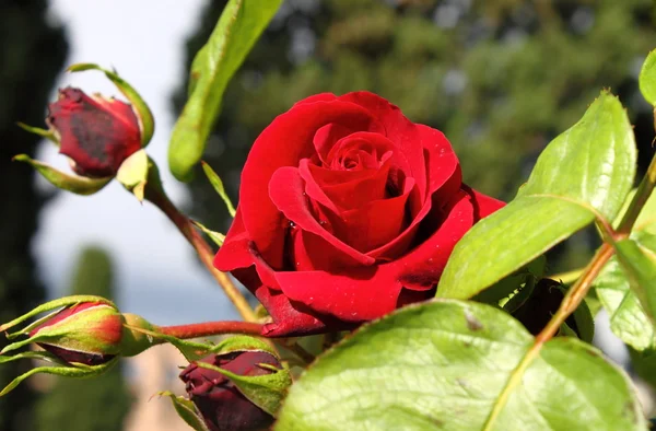 Rote Rose — Stockfoto