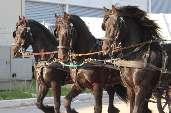 Transporte rebocado por três cavalos negros — Fotografia de Stock