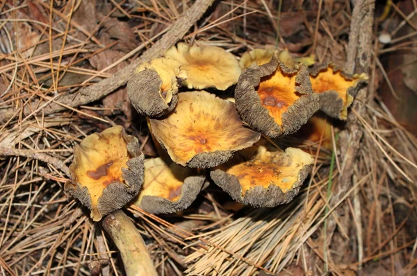 Cogumelos cantharellus cibarius — Fotografia de Stock