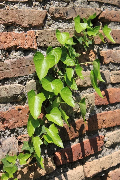 Зеленый плющ листья на стене — стоковое фото