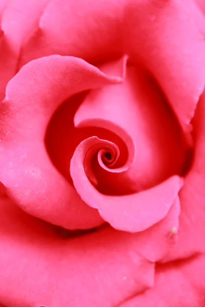 A vörös rózsa közelsége — Stock Fotó