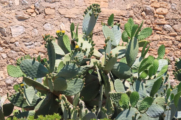 Opuntia ficus-indica — Stok fotoğraf