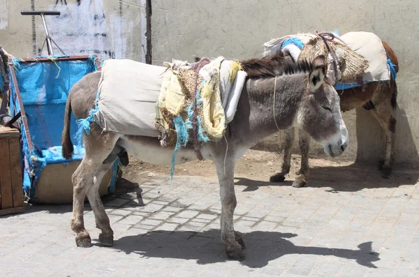 Esel in Marokko — Stockfoto