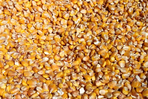 Corn granen — Stockfoto