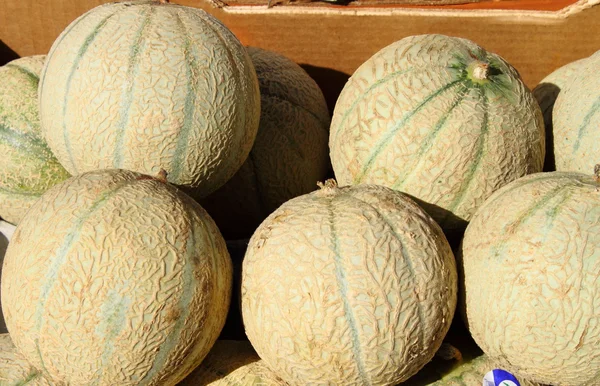 Frische Melonen — Stockfoto