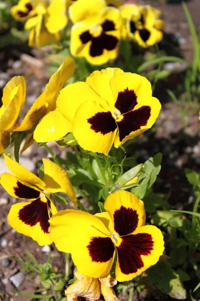 Yellow Pansy flowers — Stock Photo, Image