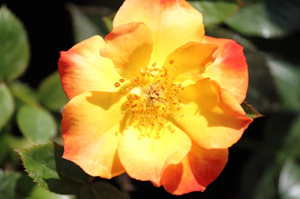 Yellow dog rose flower — Stock Photo, Image