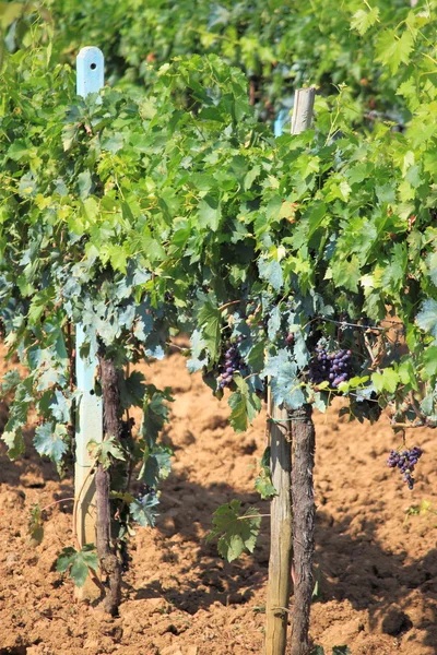 Dark grapes on a vineyard — Stock Photo, Image