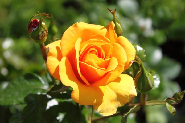 Orange Rose — Stockfoto