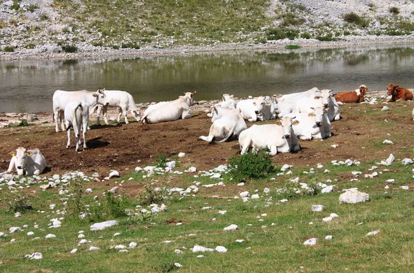 Herd of cows — Stock Photo, Image