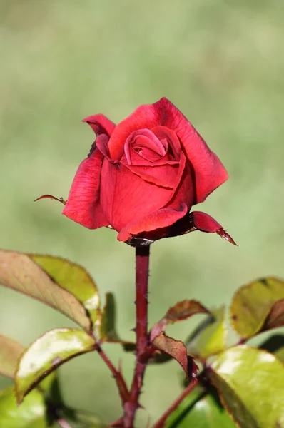 Rote Rose — Stockfoto