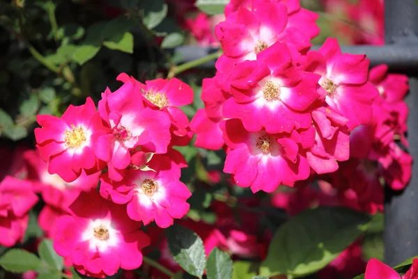 Cane viola fiori di rosa — Foto Stock