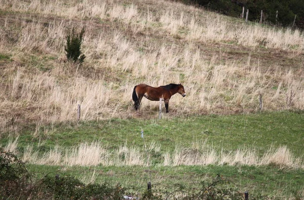 Σκούρο Κόκκινο Άλογο Στέκεται Ένα Πεδίο — Φωτογραφία Αρχείου