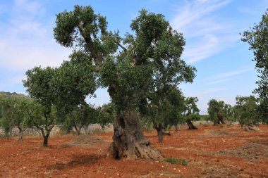 İtalya 'nın Apulia bölgesinde eski zeytin ağacı