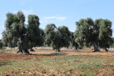 İtalya 'nın Apulia bölgesinde eski zeytin ağaçları