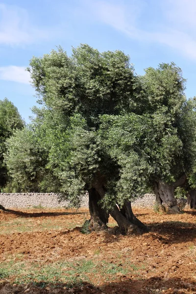 Viejo Olivo Región Apulia Italia — Foto de Stock