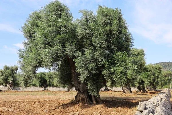 İtalya 'nın Apulia bölgesinde eski zeytin ağacı