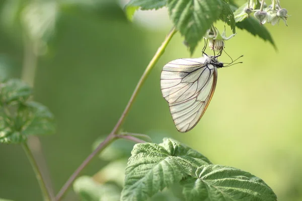 Aporia Crataegi on raspberry — Stock Photo, Image