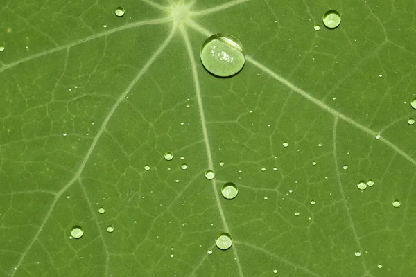 Green leaf with waterdrops — Stock Photo, Image