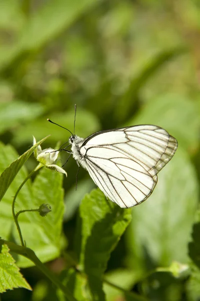 Aporia Crataegi on raspberry — Stock Photo, Image