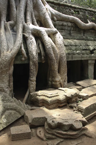 Gigantyczne drzewo obejmujące kamienie świątyni. — Zdjęcie stockowe