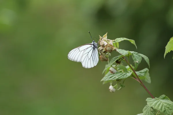 Aporia Crataegi on raspberry — Stock Photo, Image