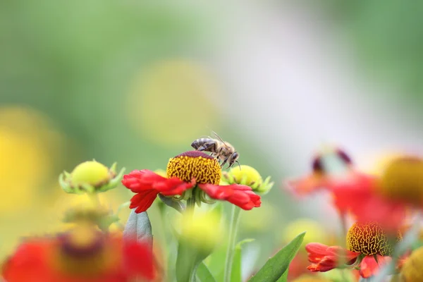Arı ve çiçek — Stok fotoğraf