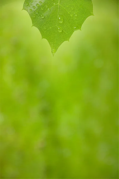 水滴付きの緑の植物の葉 — ストック写真